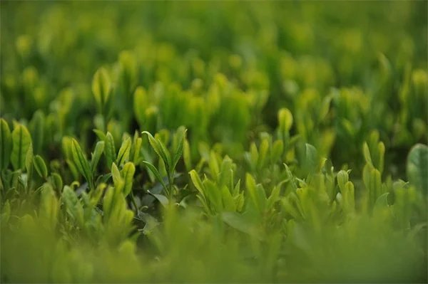 7月の北ロッキーでやるべき庭仕事リスト｜水やりや害虫対策まで