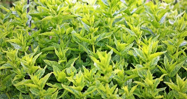 ラケナリアの育て方：冬に花を楽しむ5つのコツ