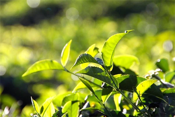 3月に分けるべき宿根草9選：無料で植物を増やす方法