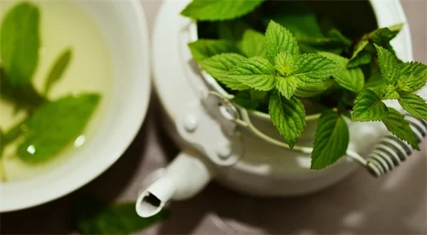 家で簡単！箱木虫を自然に駆除する方法と予防のコツ