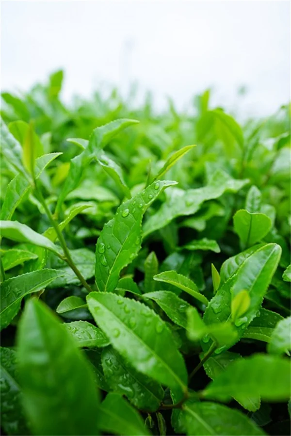 石灰绿植物で庭を明るく！簡単に取り入れられる一年草と多年草の選び方