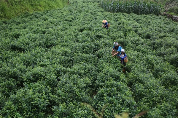 石灰绿植物で庭を明るく！簡単に取り入れられる一年草と多年草の選び方