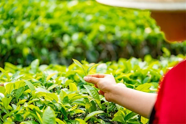 植民地庭園のデザインを現代に活かす3つの実践的ステップ